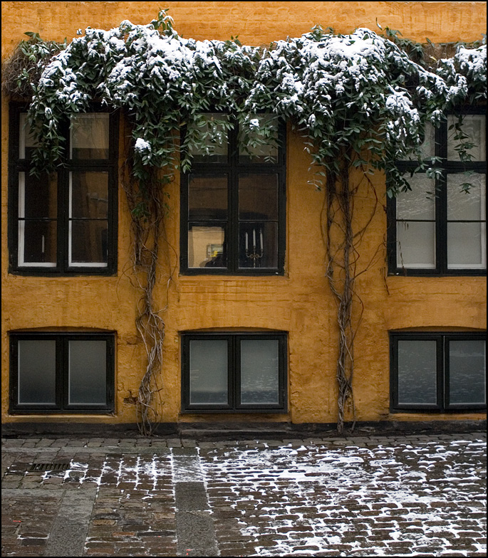 Baggård i København med snedækkede blade
Keywords: Baggård København sne