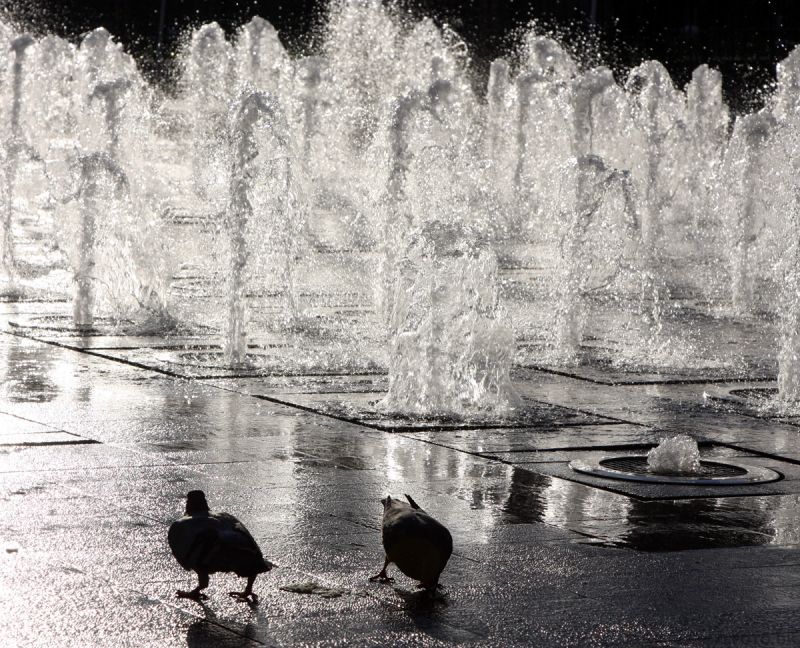 Duer i springvandet på Picadilly Gardens
