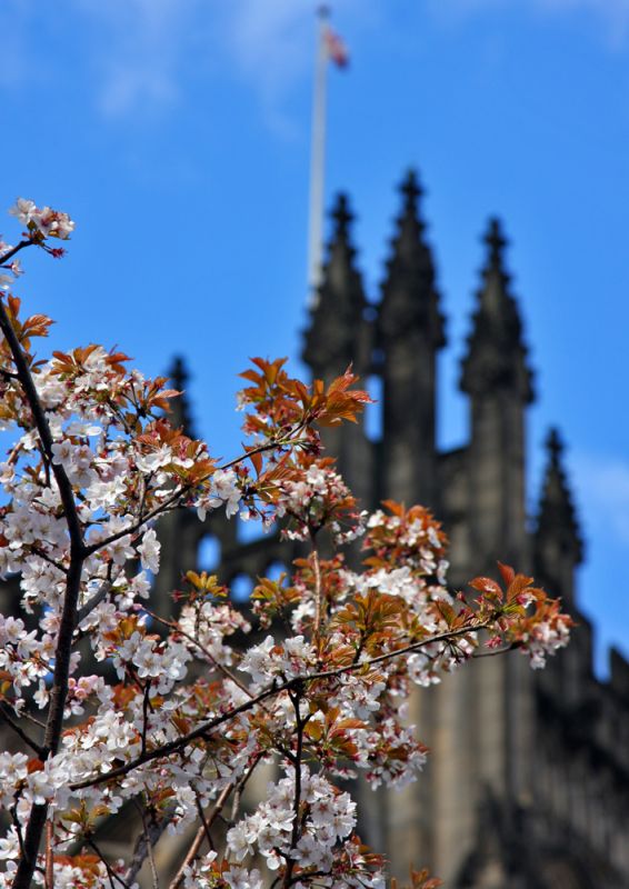 Forårstegn foran Manchester Cathedral
