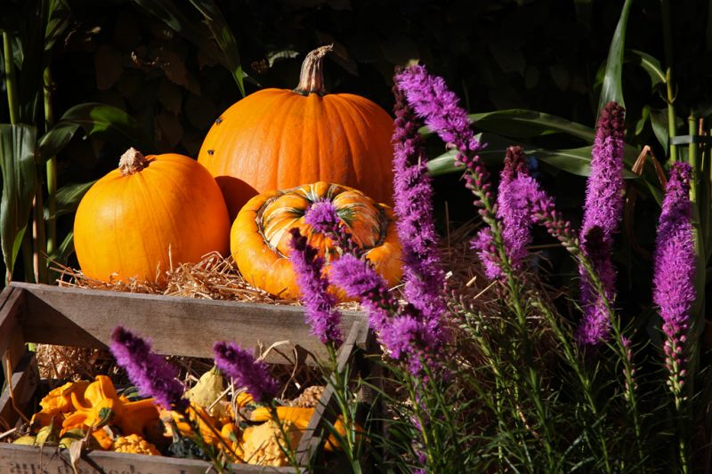 Flotte farver i Tivoli
Keywords: tivoli halloween græskar