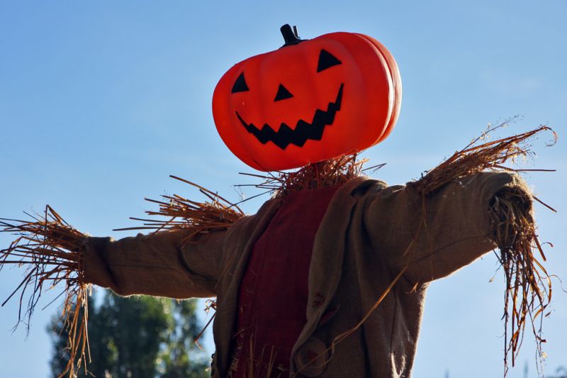 Græskarmand bagbelyst af solen
Keywords: tivoli halloween græskarmand