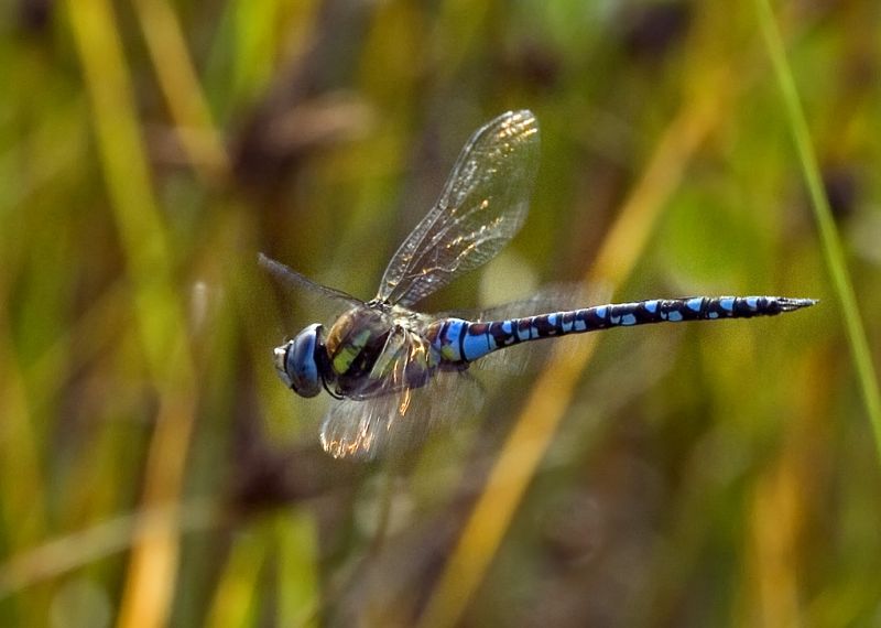 Flyvende guldsmed
Fra Valbyparken
Keywords: guldsmed flyver