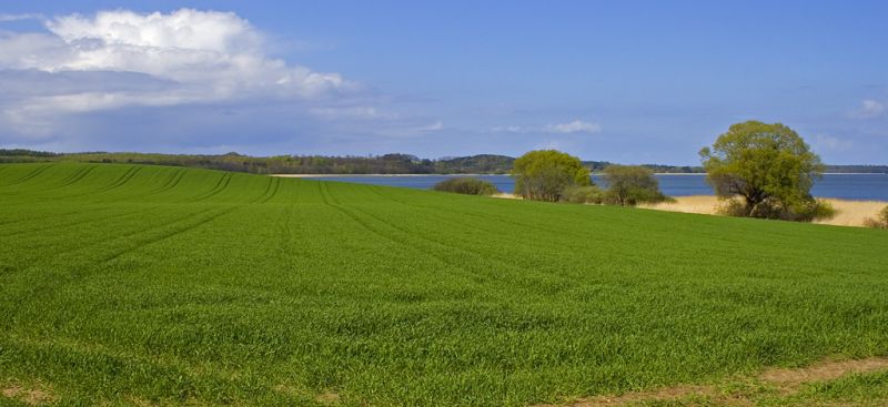 Græsmark ved Arresø
Keywords: græsmark landskab