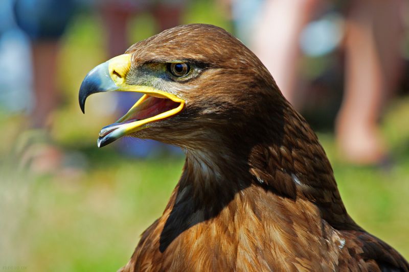 Closeup af Steppeørn fra Naturcenter Quark i Hvidovre
Keywords: ørn fugl