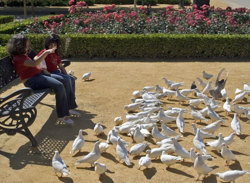 To piger fodrer duer i Parque de Maria Luisa
Two girls feed the pigeons in Parque de Maria Luisa
