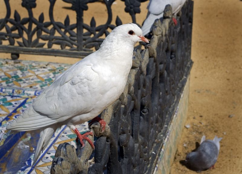 Due i Parque de Maria Luisa
Pigeon in Parque de Maria Luisa
