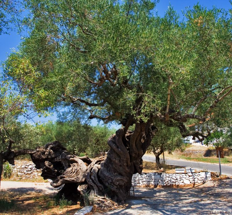 Ã†ldste oliventræ på Zakynthos. Over 2000 år gammelt!
Hvis man skÃ¦rer i trÃ¦et eller lign. vil man blive ramt af en frygtelig ulykke!
