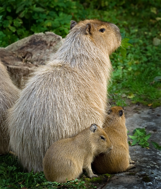 Kapivar
Kapivar med unger
Keywords: Aalborg zoo kapivar unger