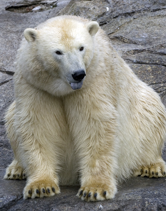 Flot isbjørn
Keywords: Aalborg zoo isbjørn