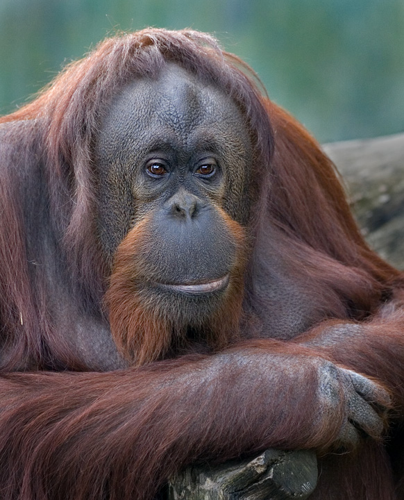 Orangutang
Eftertænksom orangugang
Keywords: Aalborg zoo orangutang portræt