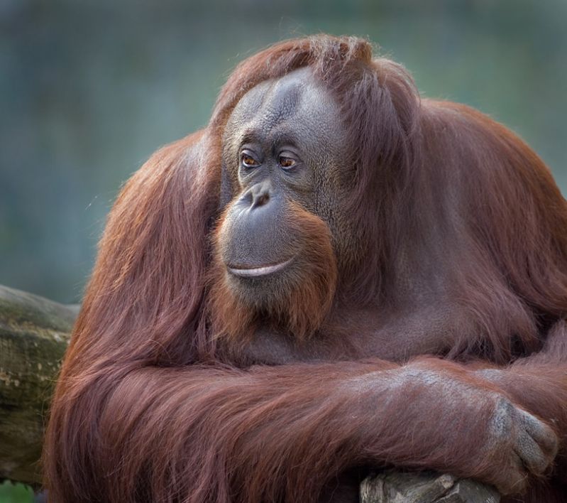 Orangutang kigger
Orangutang kigger ud pÃ¥ de besÃ¸gende
Keywords: Aalborg zoo orangutang portræt