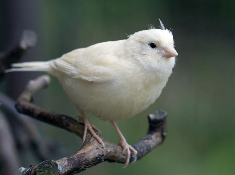 Hvid fugl i voliere
Keywords: Aalborg zoo hvid fugl voliere