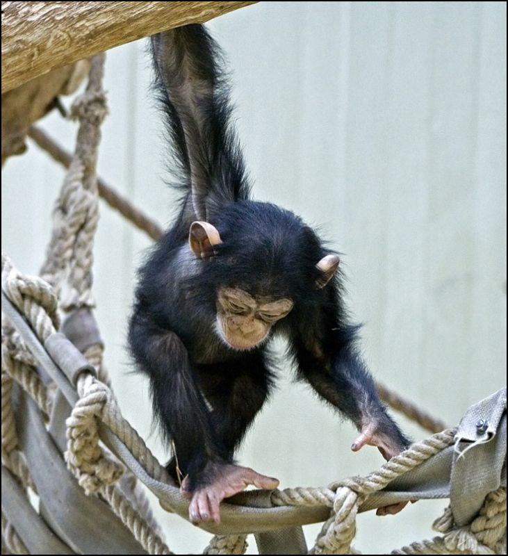 Chimpanseunge leger
Keywords: chimpanse chimpanseunge balancere leger