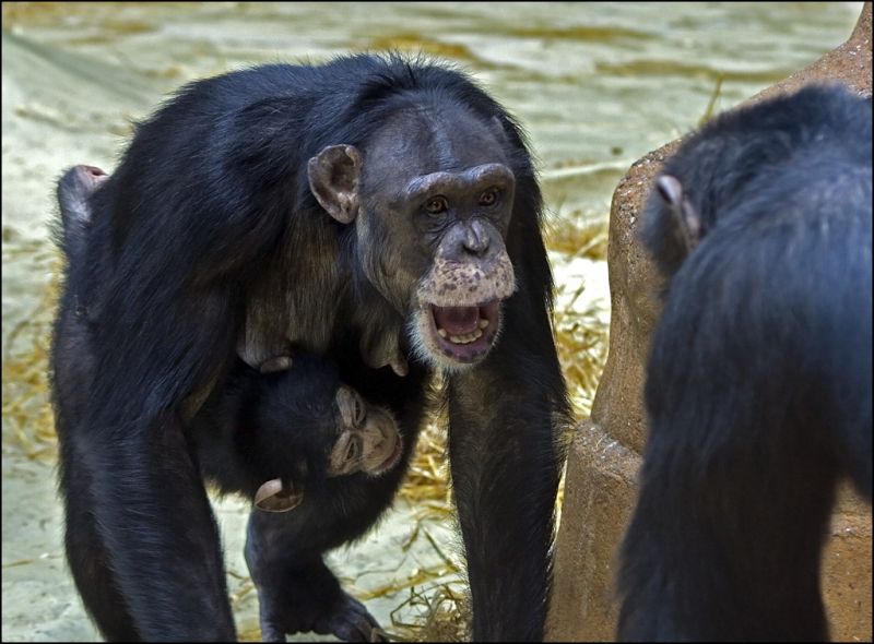 Chimpanse beskytter sin unge
Der havde lige været en episode, hvor den anden chimpanse var lidt ude efter ungen.
Keywords: chimpanse unge mor beskytte