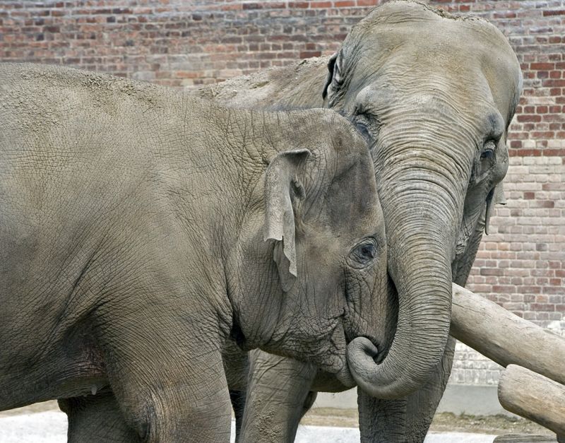 Elefanterne hygger sig
Keywords: elefant elefanter