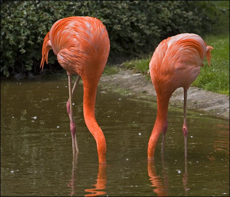 Flamingoer leder efter mad
Keywords: flamingo flamingoer hoved i vand