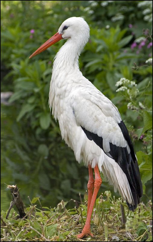 Stork
Keywords: stork