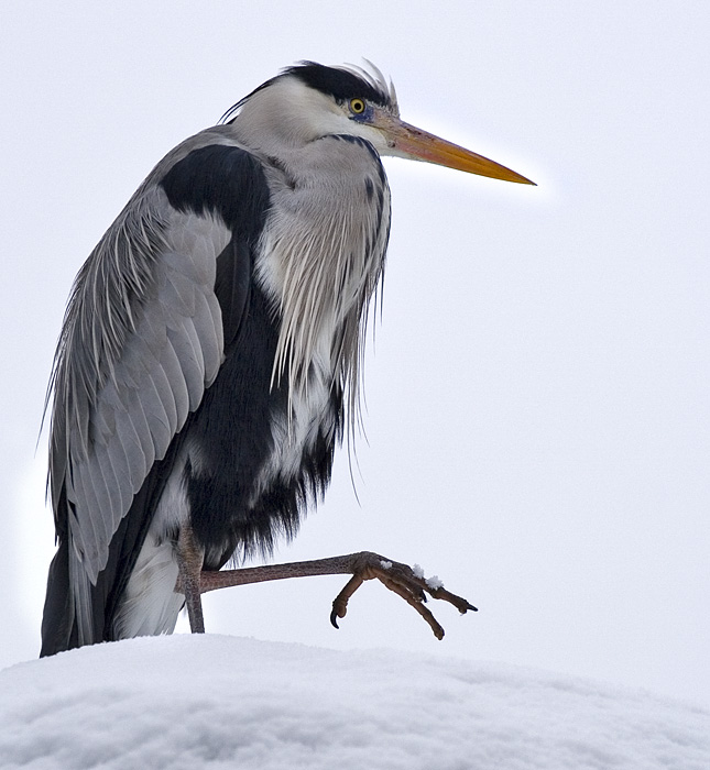 Fiskehejre hviler på toppen af bjørnegrotten
Keywords: Fiskehejre