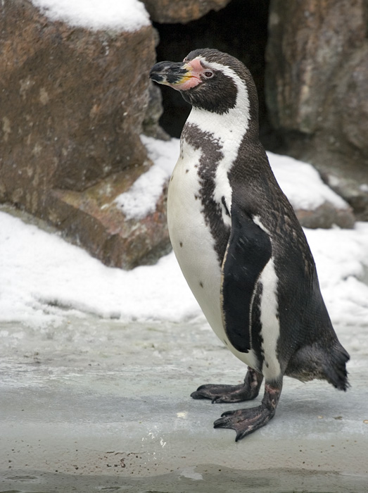 Pingvin foran hule
Keywords: Pingvin