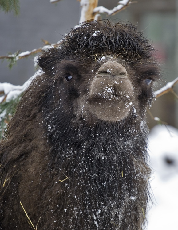 Kamel i sneen - tæt på
Keywords: Kamel sne tæt closeup