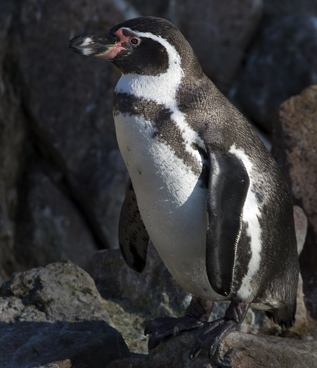 Pingvin
Keywords: pingvin Humboldtpingvin