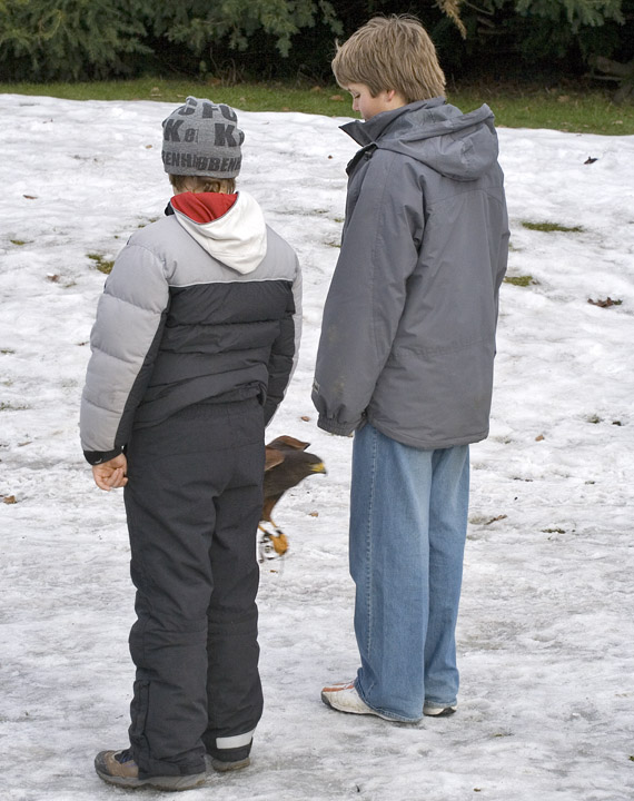 Ã˜rn flyver mellem to drenge
Rovfugleshow om vinteren
Keywords: ørn falk opvisning flyver mellem