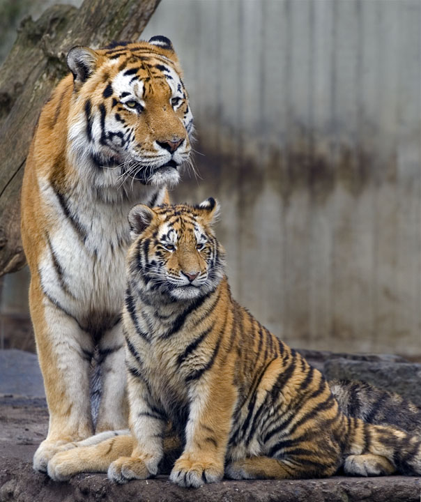 Tiger med siddende unge
Keywords: tiger tigerunge sidder