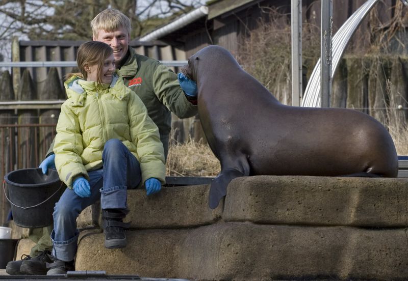 Gæster hos søløverne
Keywords: søløve børn gæst