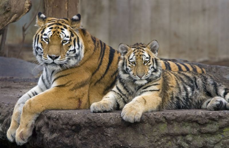 TÃ­ger med unge slapper af
Keywords: tiger unge ligger tigerunge