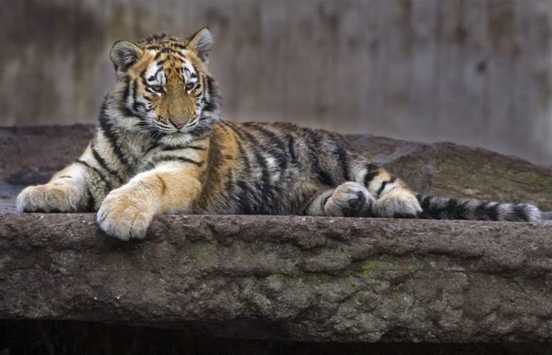 Tigerunge tar en slapper
Keywords: tiger unge tigerunge