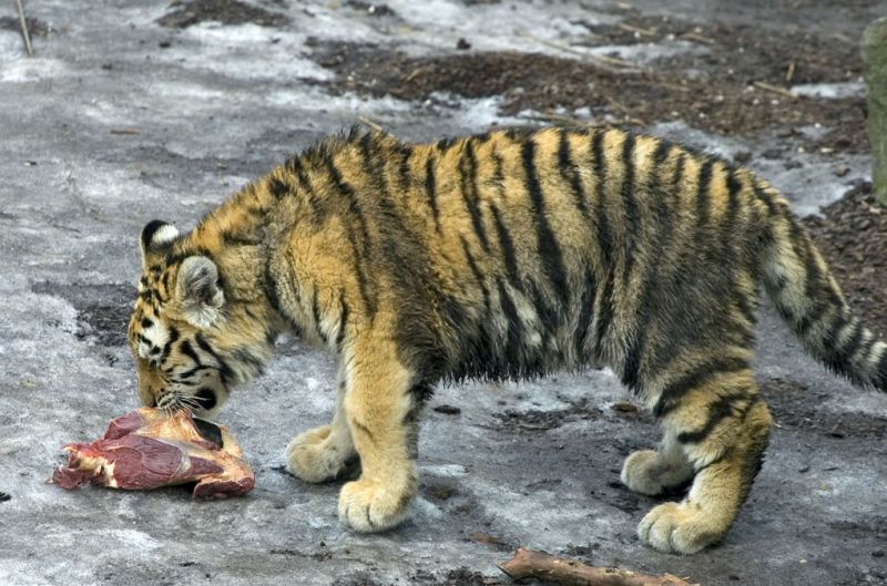Tigerunge får en luns kød
Keywords: tigerunge kød spiser fodres