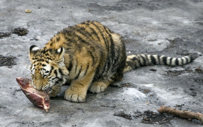 Tigerunge spiser
Keywords: tigerunge kød spiser fodres