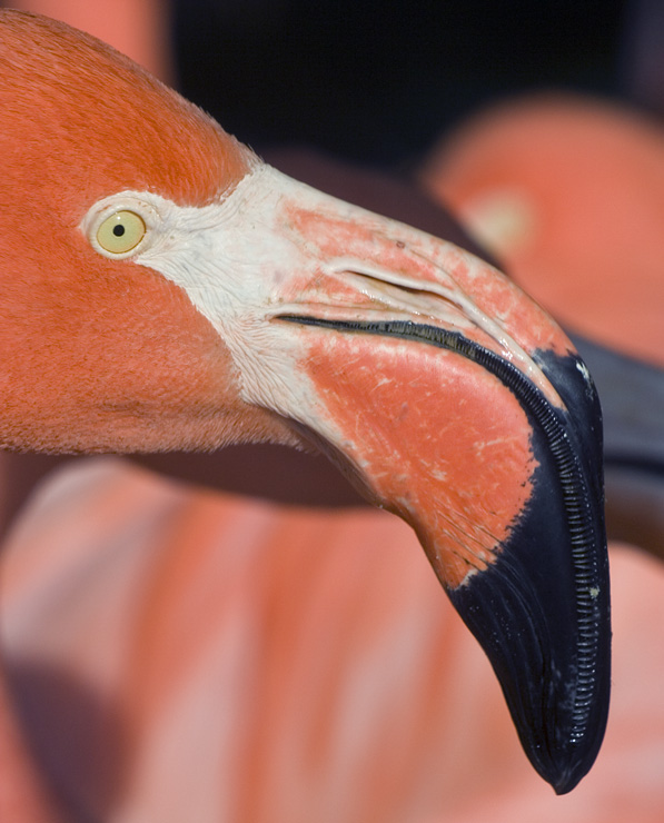 Flaminge helt tæt på
Keywords: Flamingo tæt hoved næb