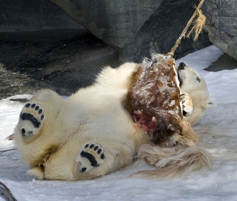 Isbjørn leger med hestehoved
Keywords: Isbjørn lege leger hestehoved spise spiser