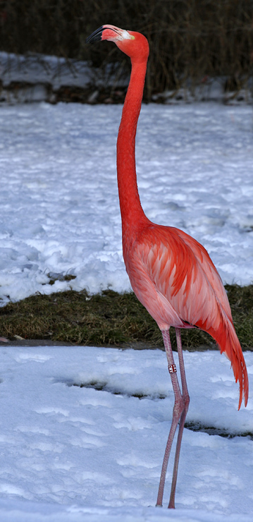 Flamingo i sneen
Keywords: Flamingo sne