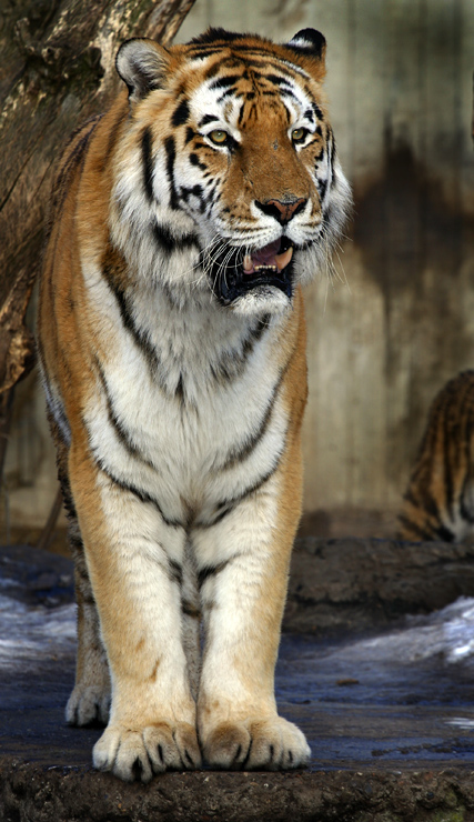 Tiger viser tænder
Keywords: Tiger tand tænder