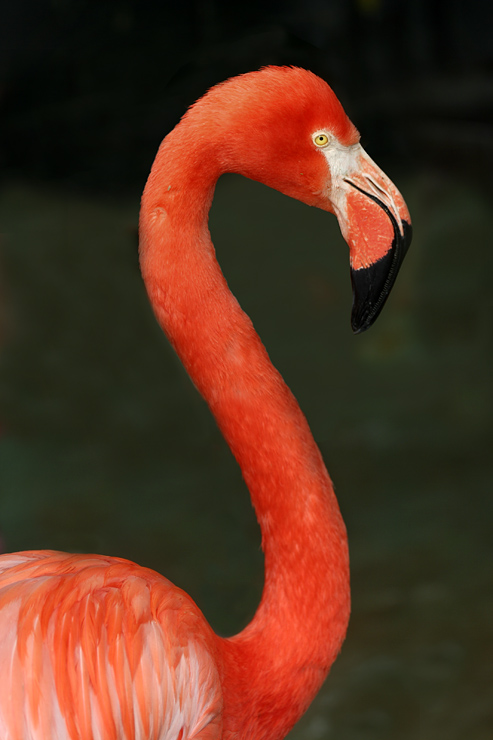 Flamingo i profil
Keywords: Flamingo profil