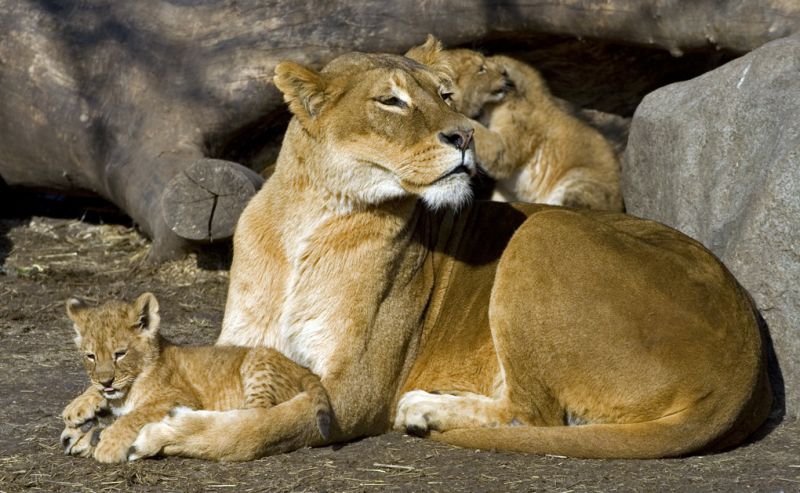 Løveunge ligger hos sin mor 2
Keywords: Løveunge hunløve