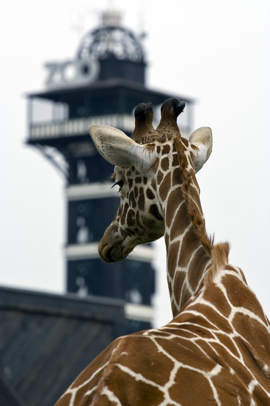 Giraf med Zoo tårn i baggrunden
Keywords: giraf zoo tårn