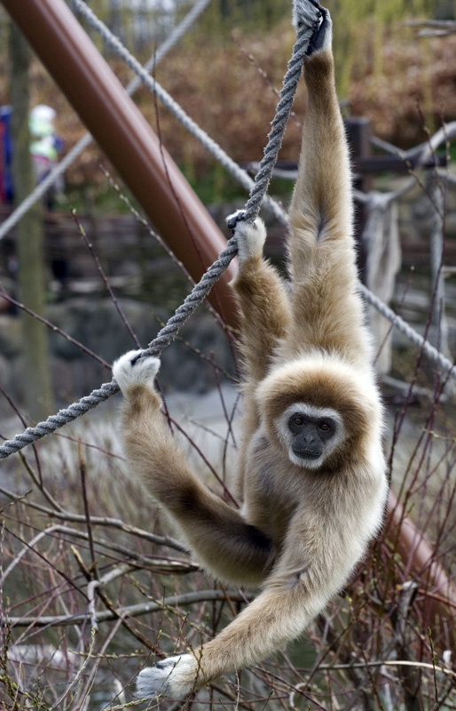 Hvidhåndet gibbon i tov
Keywords: Hvidhåndet gibbon tov