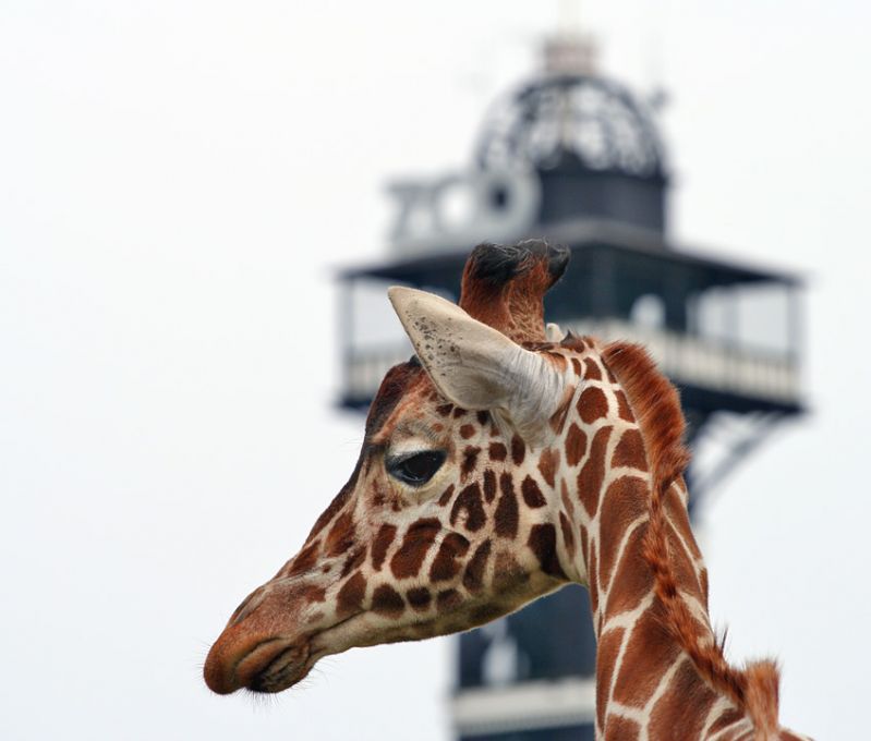 Giraf tæt på med Zoo tårn i baggrunden
Keywords: Giraf Zoo-tårn