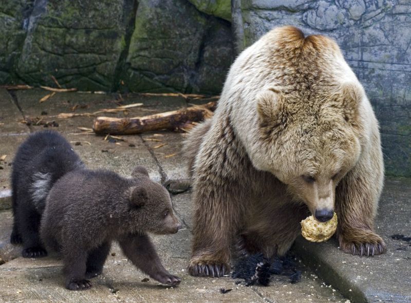 Brun bjørneunge interesseret i bjørnemors brød
Keywords: Brun bjørn unge bjørneunge brød