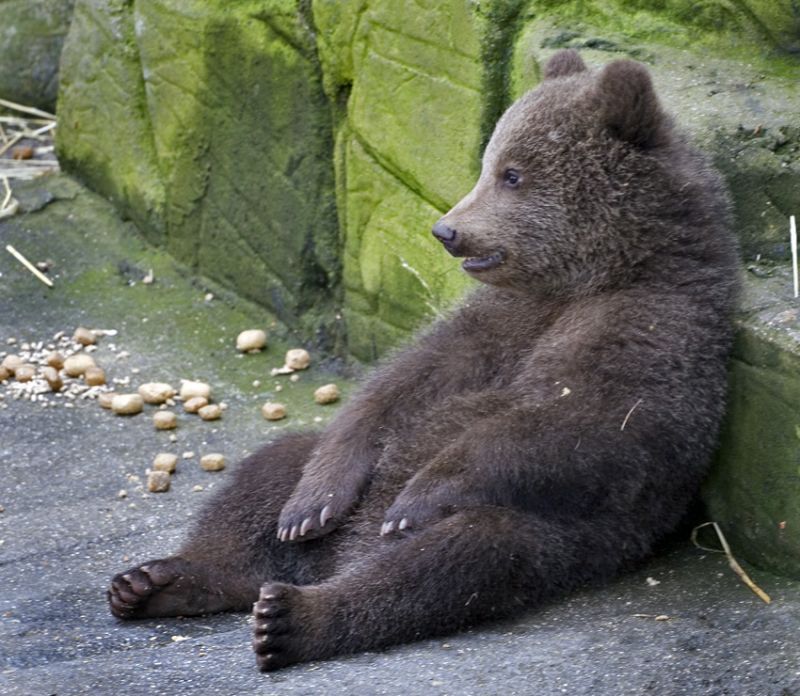 Brun bjørneunge hviler sig
Keywords: Brun bjørneunge bjørn unge sidder hviler