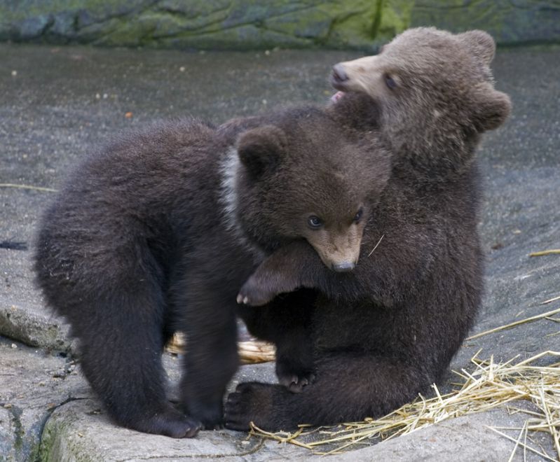 To brune bjørneunger leger
Keywords: Brun bjørn bjørneunge leger