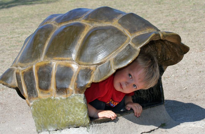 Tit tit - jeg er en skildpadde
Keywords: Skildpaddeskjold barn