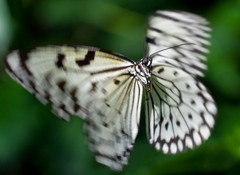Flyvende sommerfugl
Sommerfuglen var gÃ¥et i selvsving pÃ¥ samme sted i luften. 
Keywords: Sommerfugl flyve