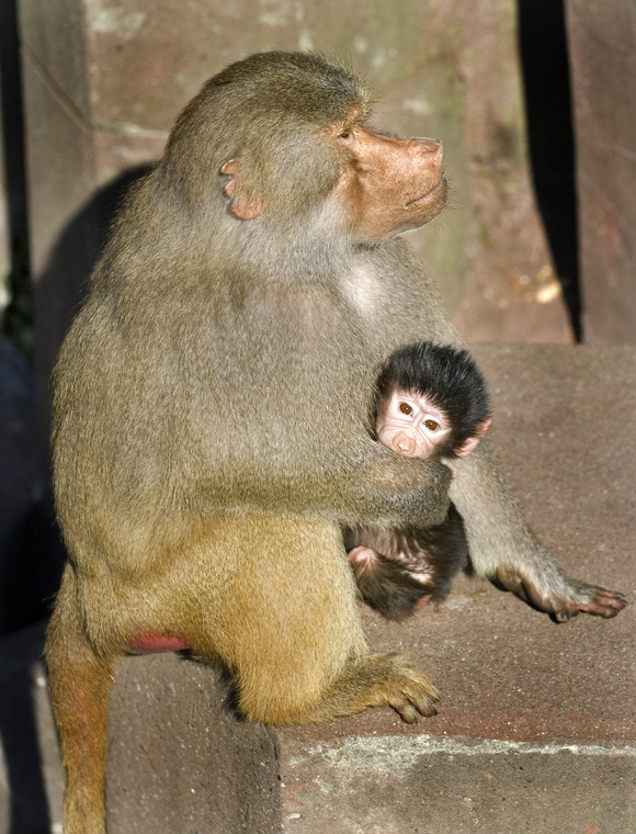 Bavianunge sidder hos sin mor
Keywords: bavianunge
