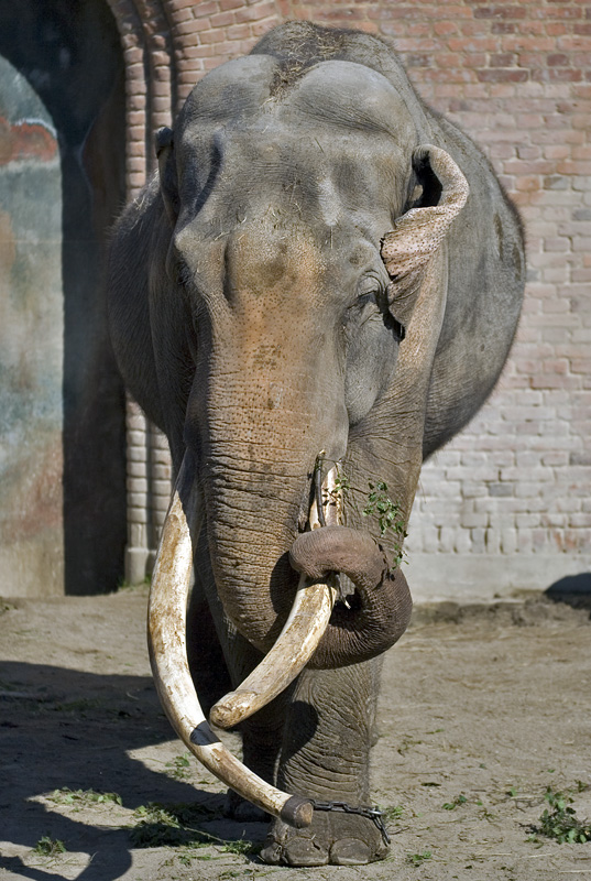 Hanelefanten Chieng Mai
Keywords: Hanelefant Chieng Mai