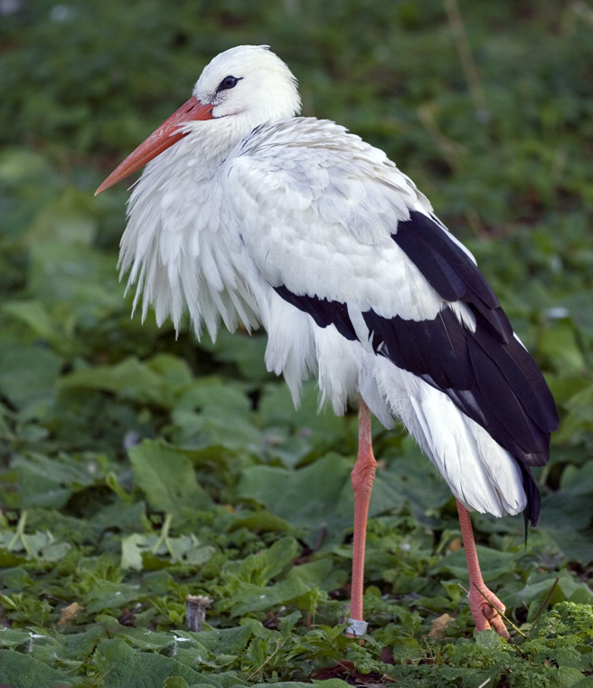 Hvid stork
Keywords: Hvid stork