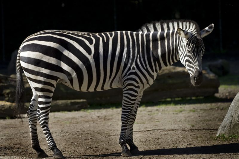 Zebra i solskin
Keywords: Zebra